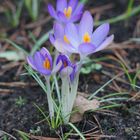 Frühlingserwachen mit Krokusse