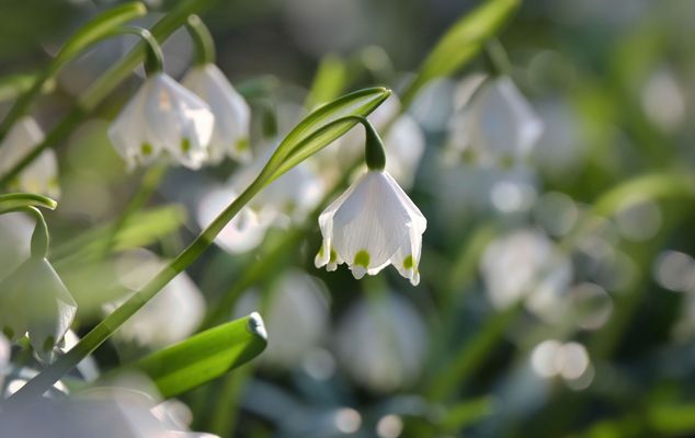"Frühlingserwachen" mit Märzenbecher