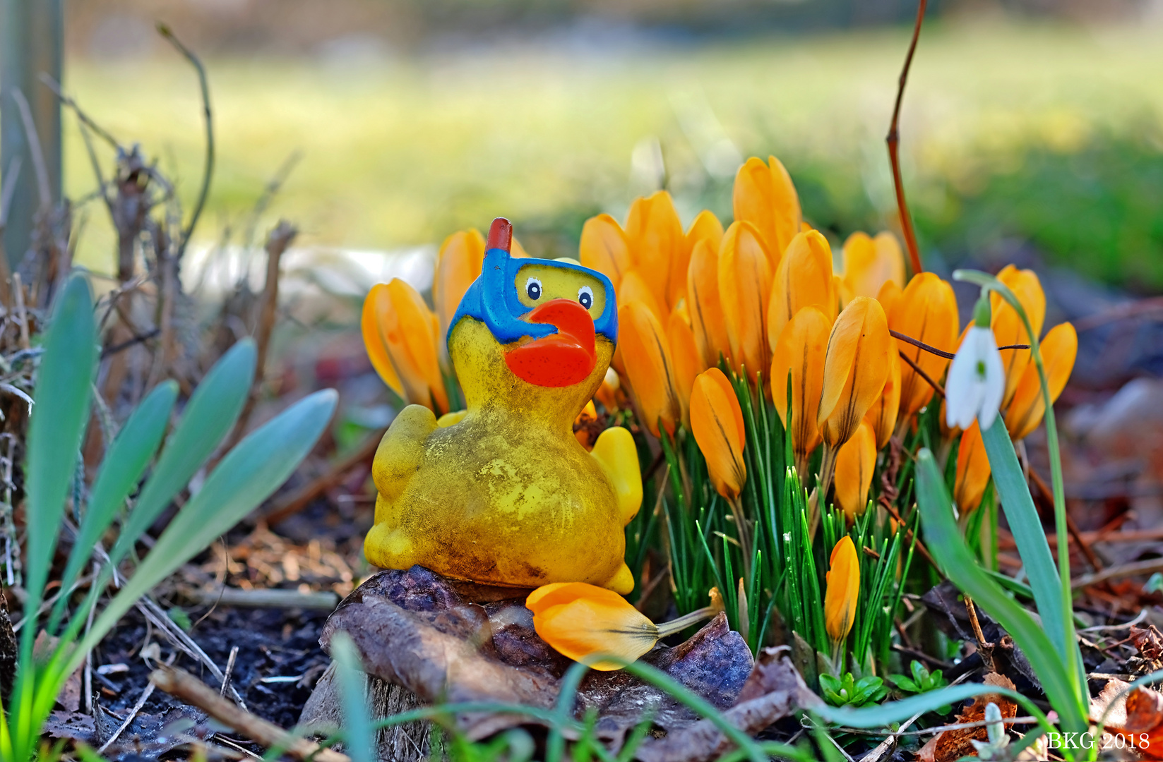 Frühlingserwachen (optimistisch :-)