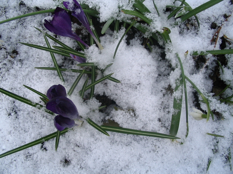 Frühlingserwachen Ostern 2008