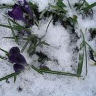 Frühlingserwachen Ostern 2008