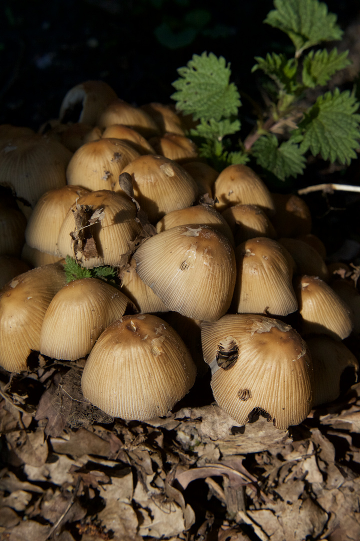 Frühlingserwachen Pilze