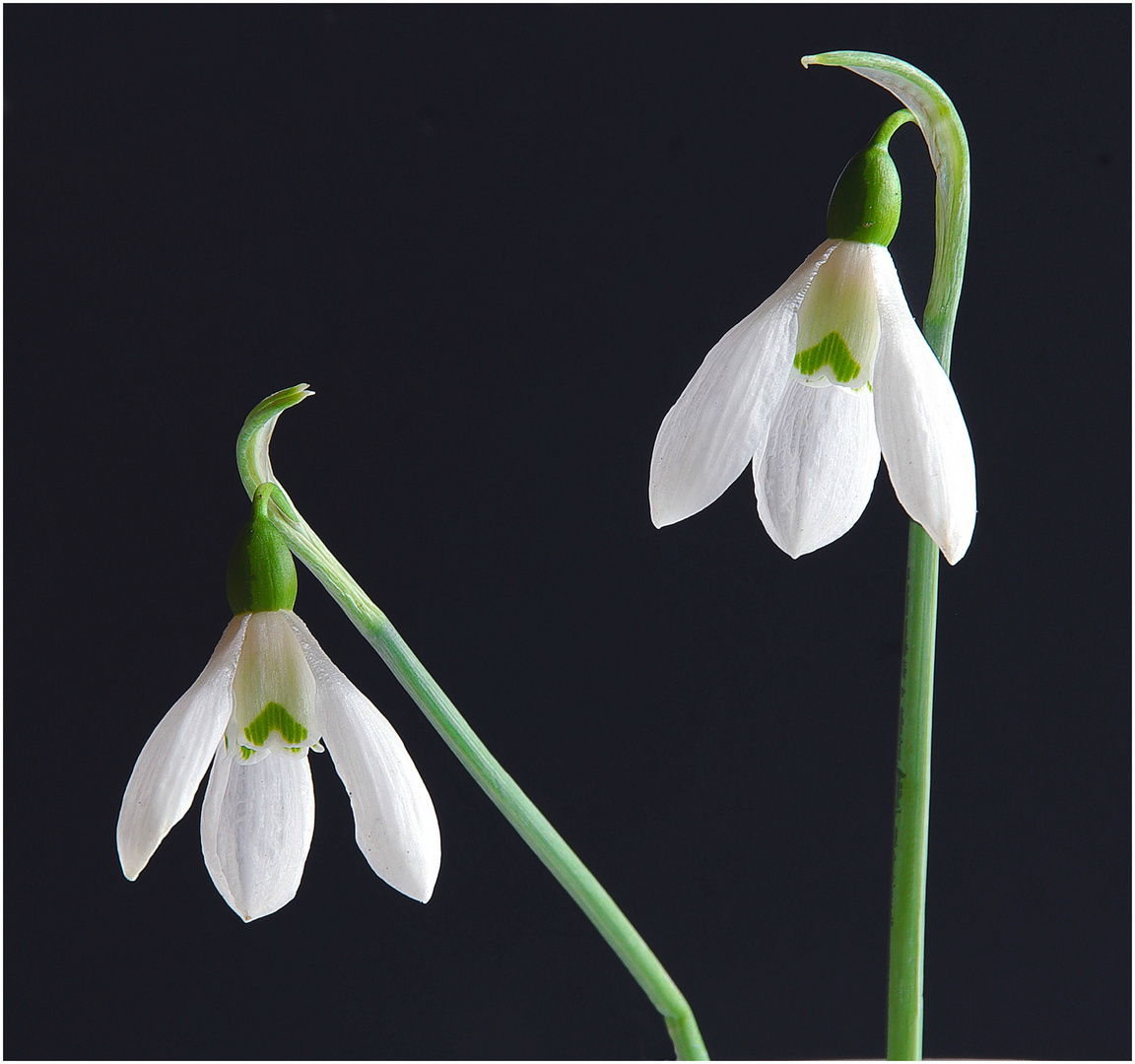 Frühlingserwachen (Schneeglöckchen)