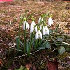 Frühlingserwachen - Spätrechtseinschlafen