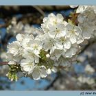 Frühlingserwachen Teil II