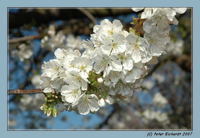 Frühlingserwachen Teil II