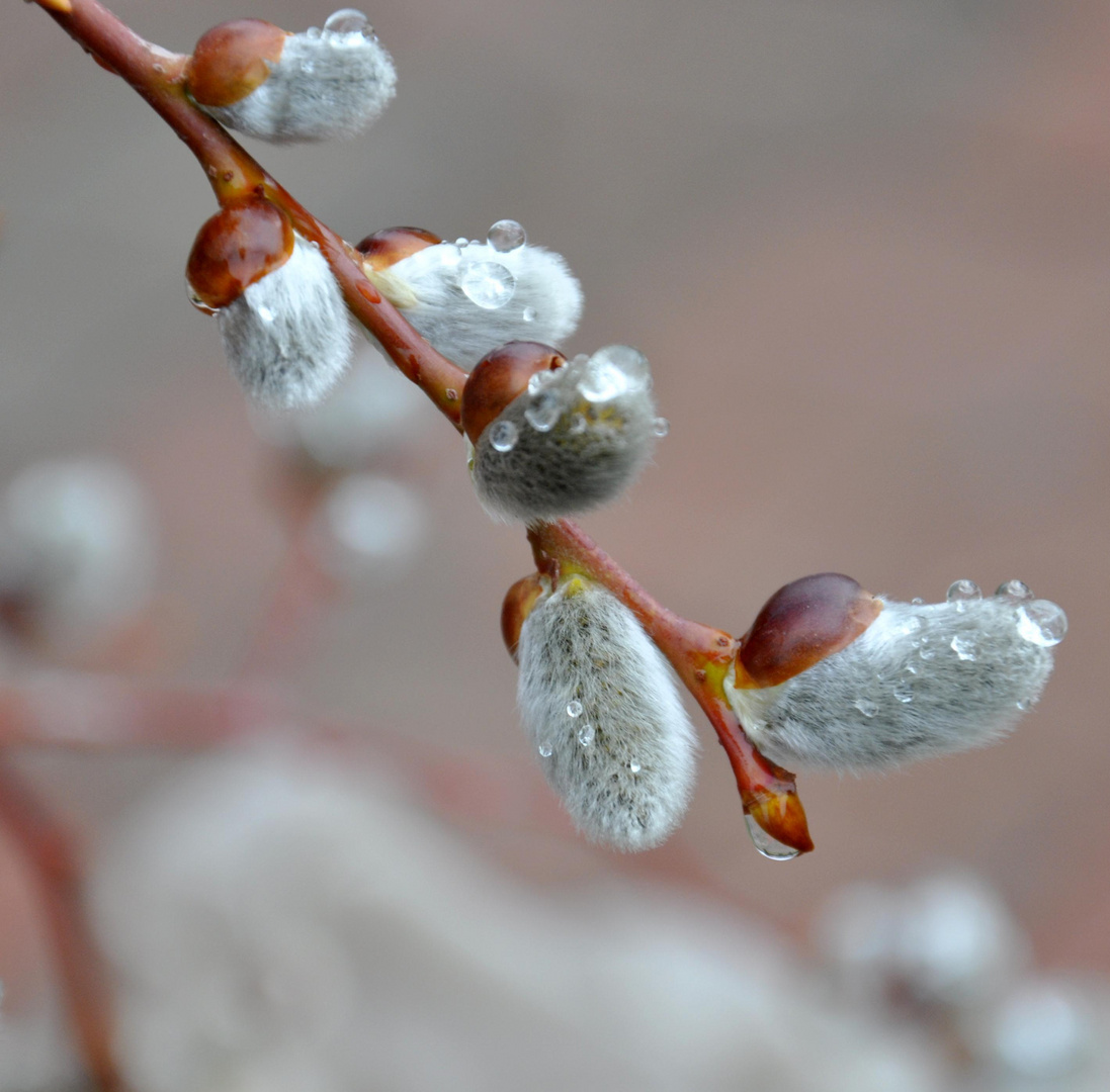 frühlingserwachen ................... und regen