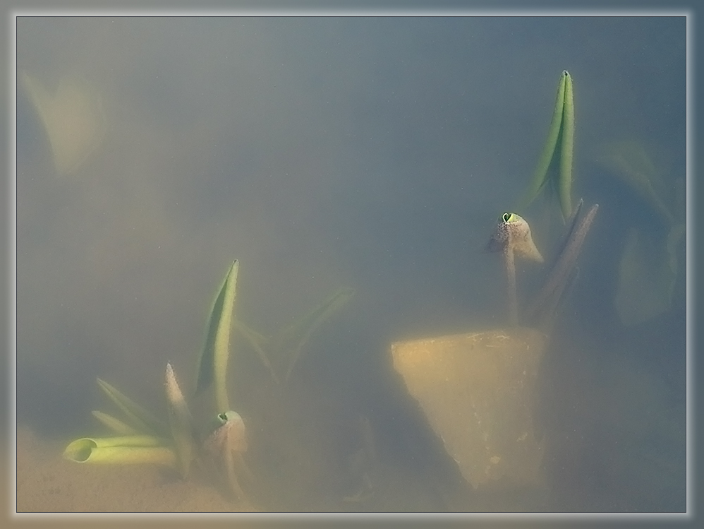 Frühlingserwachen unter Wasser