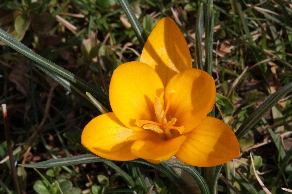 Frühlingserwachen vor dem Haus