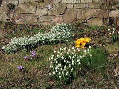 -Frühlingserwachen vor der Gartenmauer-