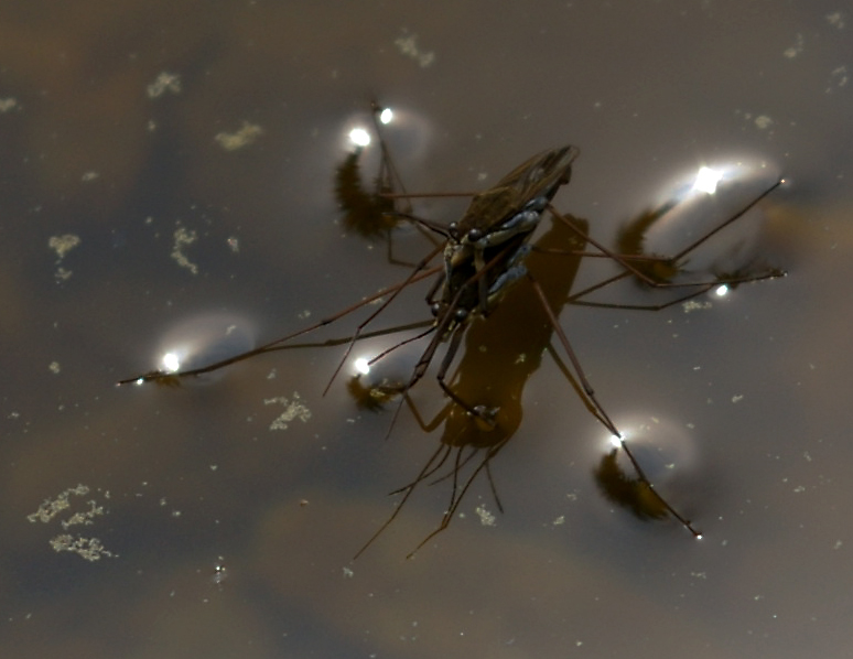 Frühlingserwachen Wasserläufer