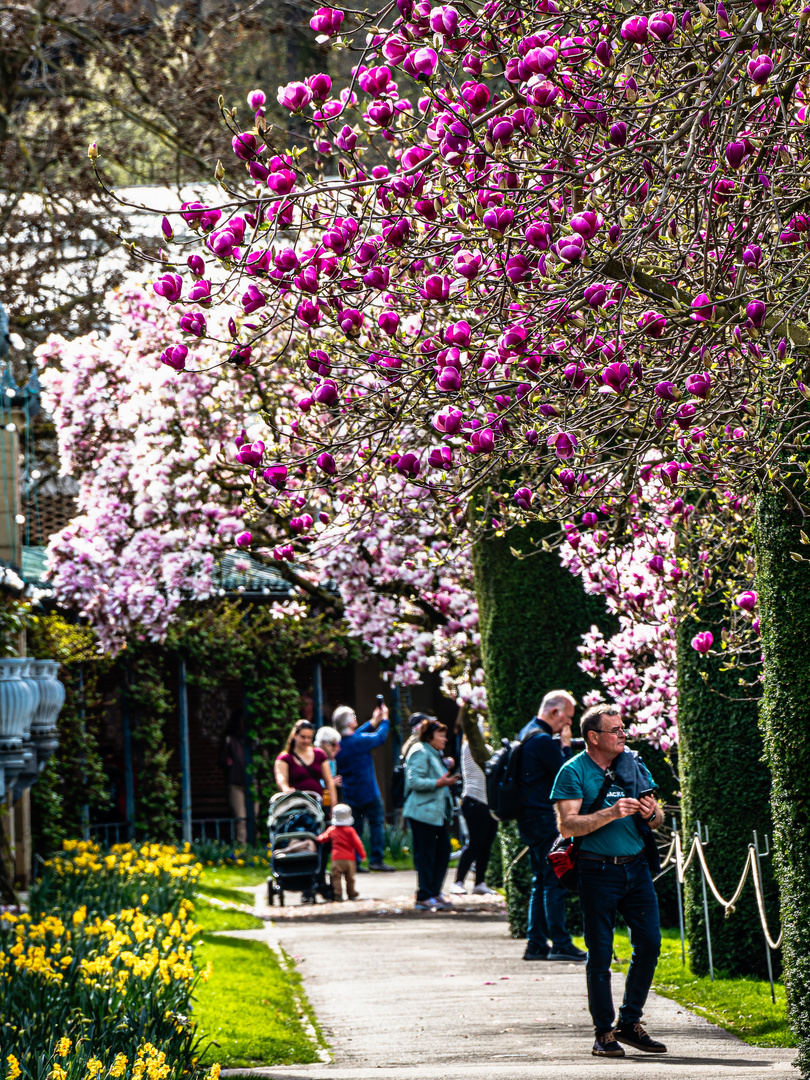 Frühlingserwachen - Wilhelma Stuttgart -