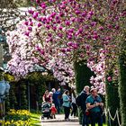 Frühlingserwachen - Wilhelma Stuttgart -