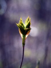 Frühlingserwachen, zartes Grün.....