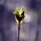 Frühlingserwachen, zartes Grün.....