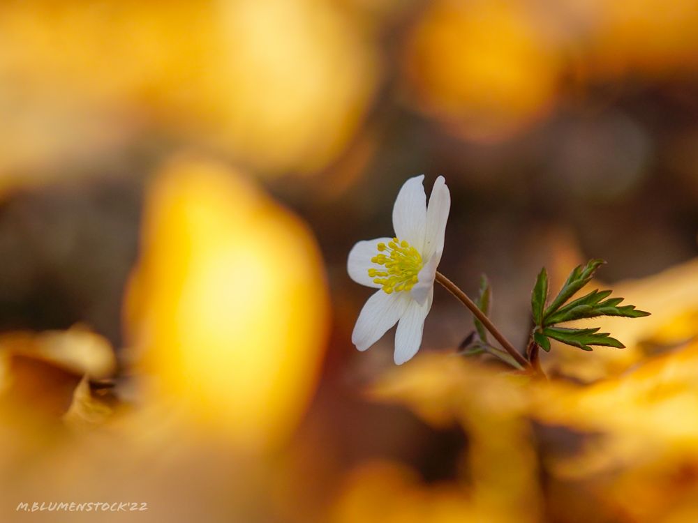 Frühlingserwachen zwischen Gold