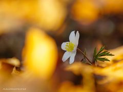 Frühlingserwachen zwischen Gold