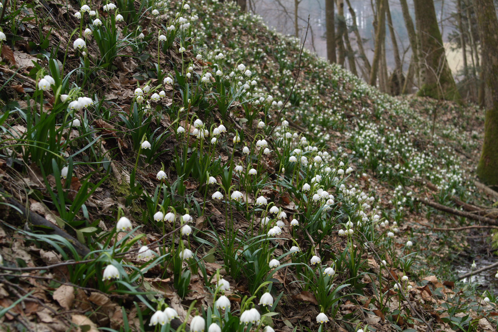 Frühlingserwachen1