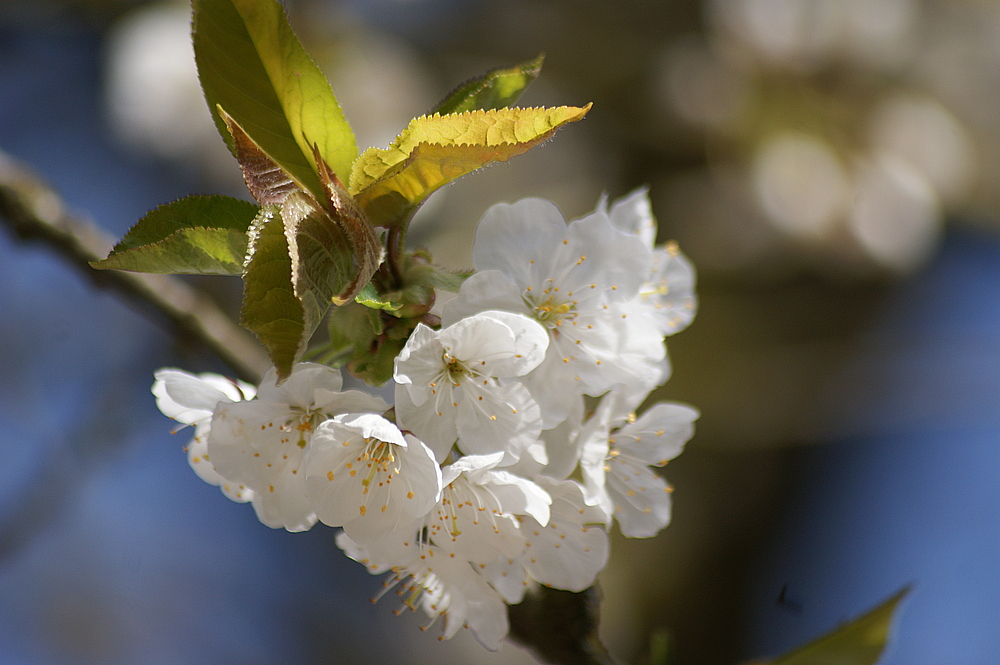 " Frühlingserwachen1 "