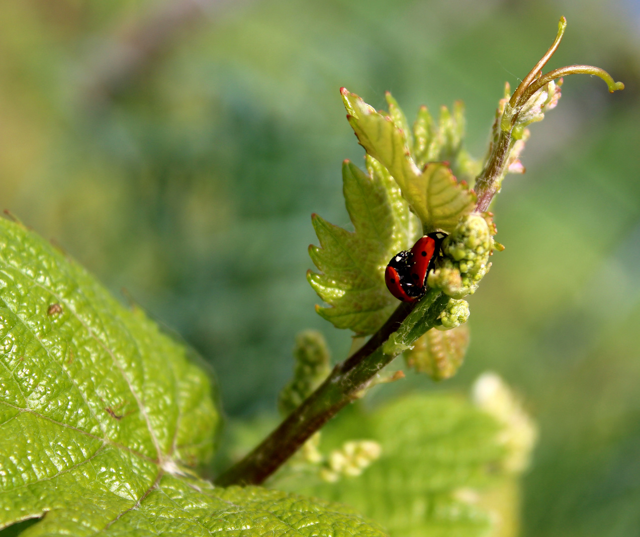 Frühlingserwachen2