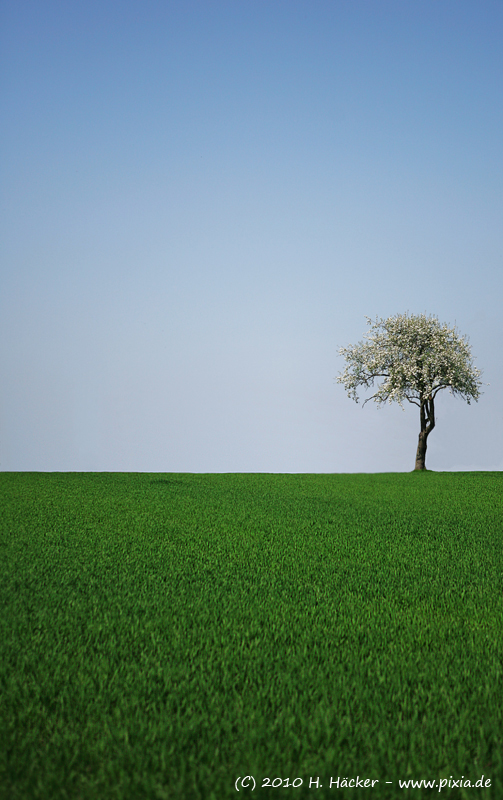 Frühlingserwachen_2010