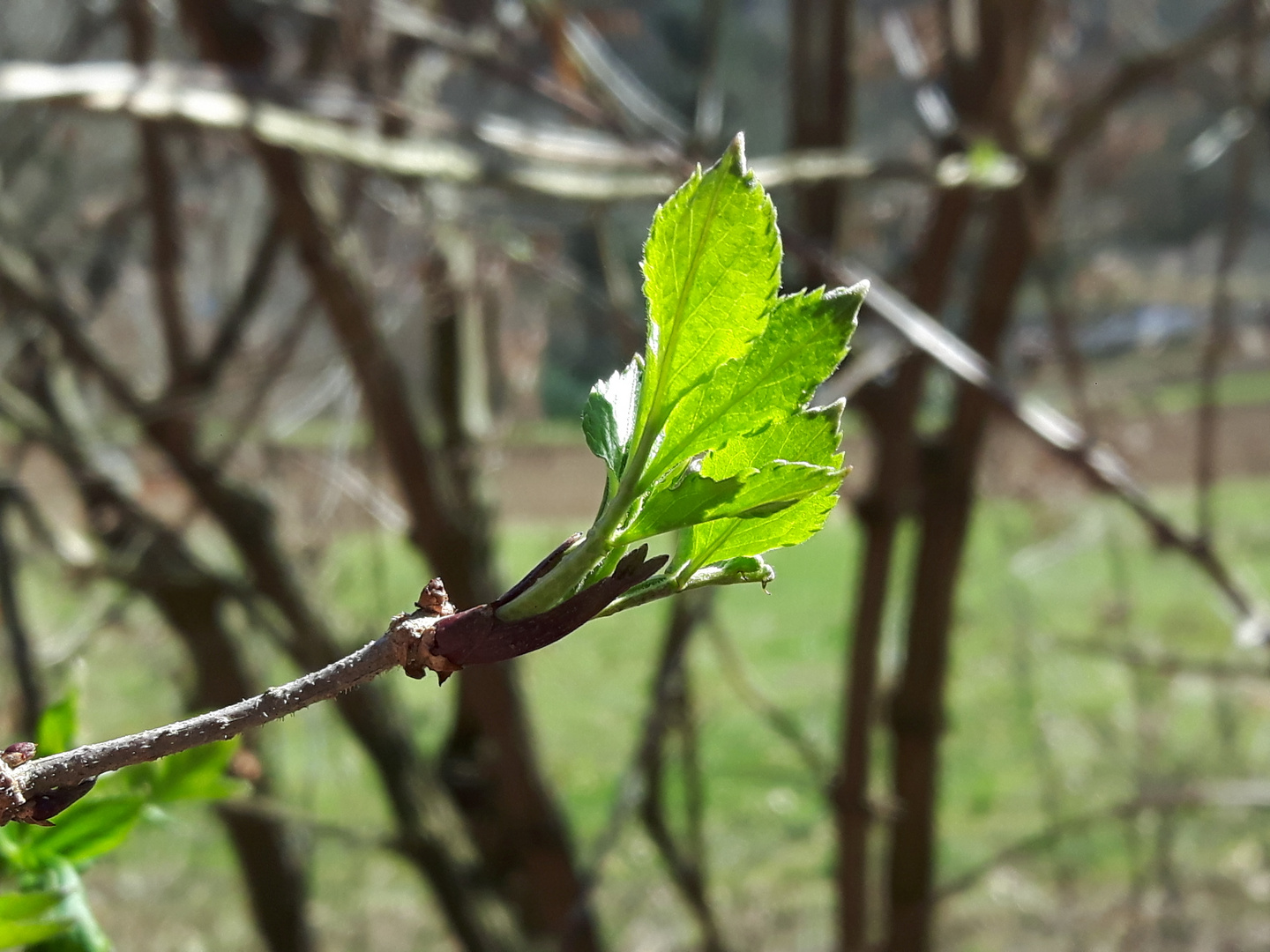 Frühlingserwachen_20210228