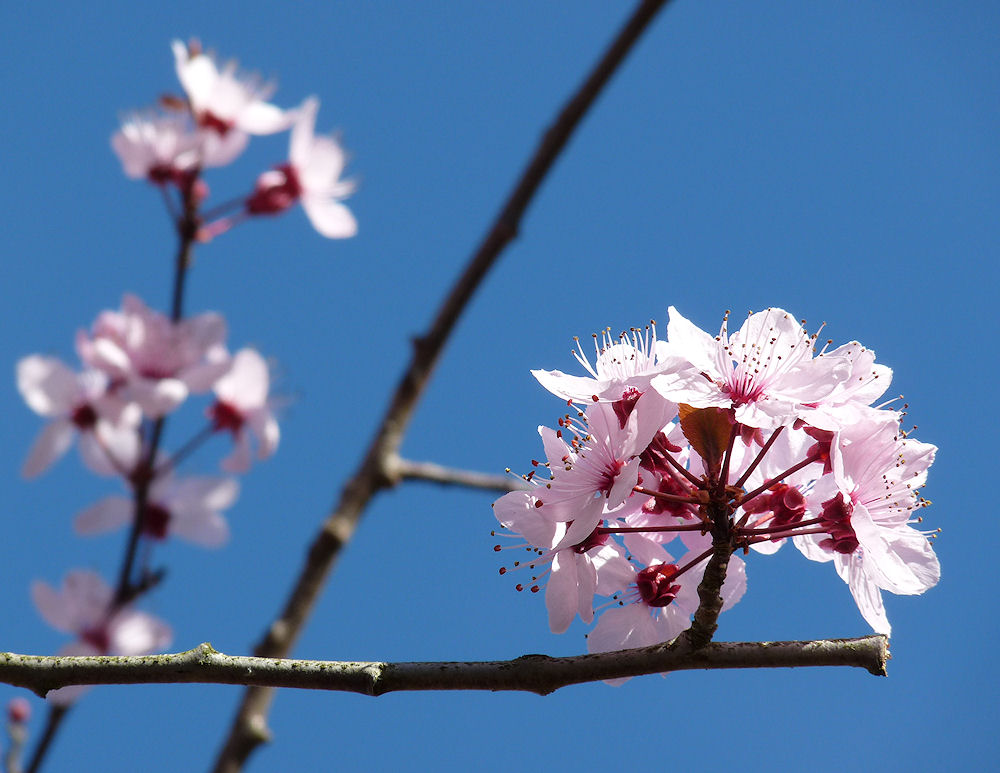 frühlingserwachen...II