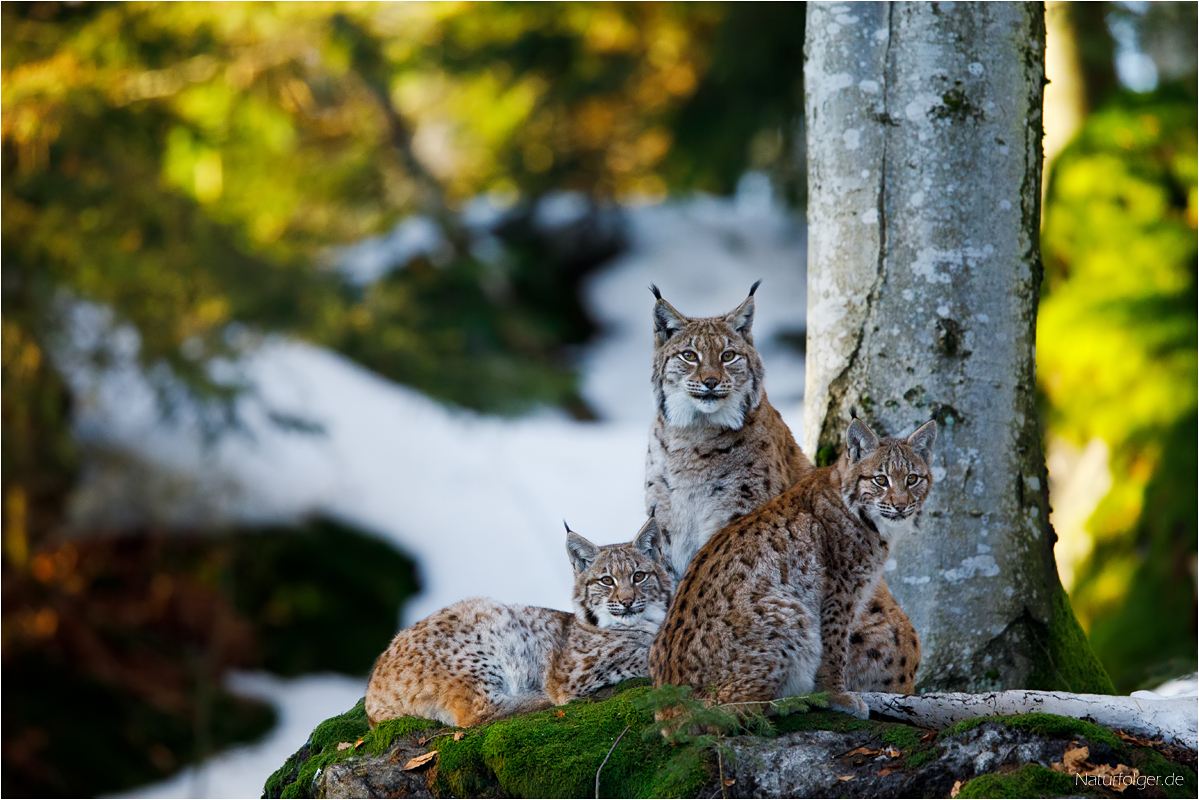 Frühlingsfamilie