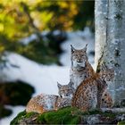 Frühlingsfamilie