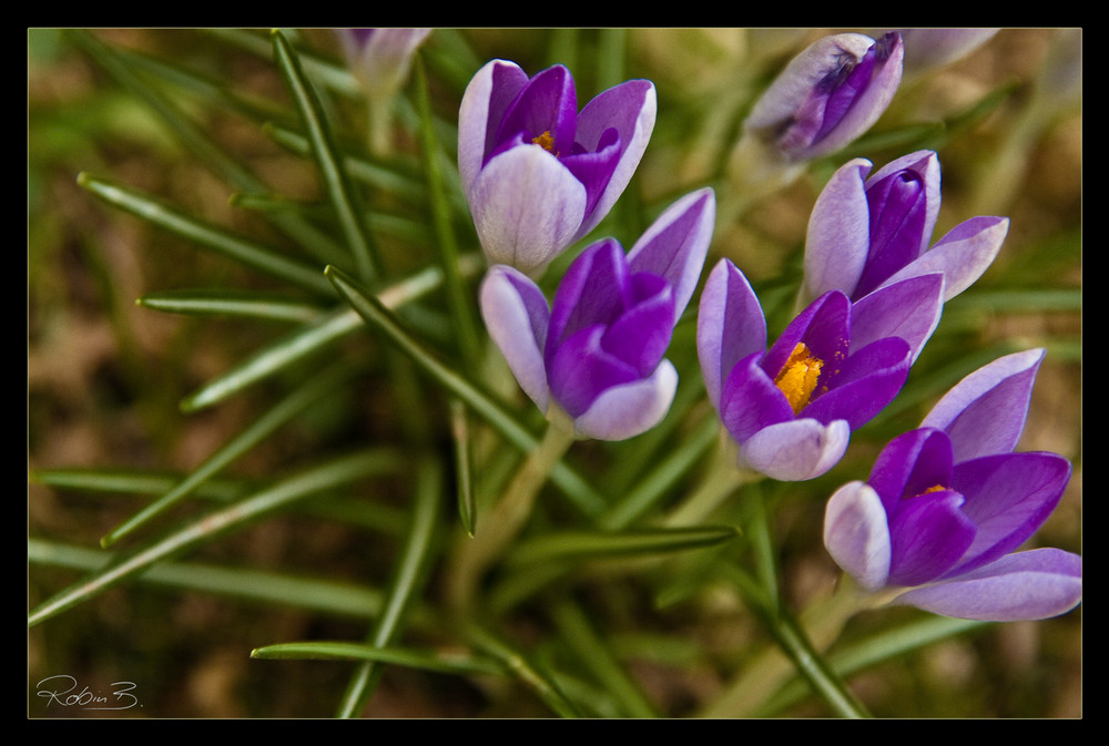 Frühlingsfarbe ...