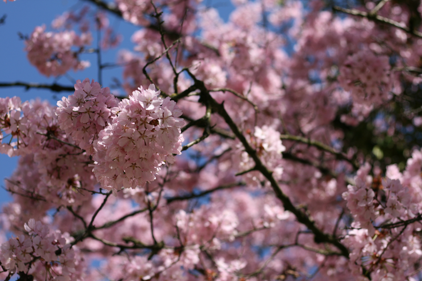 Frühlingsfarbe - Colour of spring