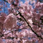 Frühlingsfarbe - Colour of spring