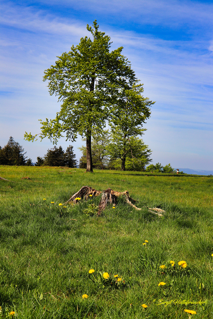 Frühlingsfarben