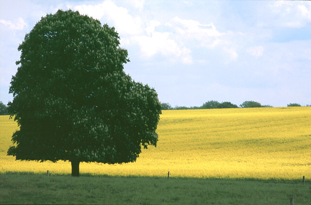 Frühlingsfarben