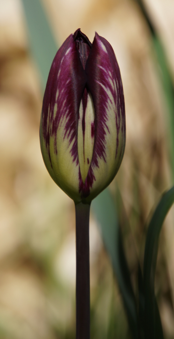 Frühlingsfarben 1