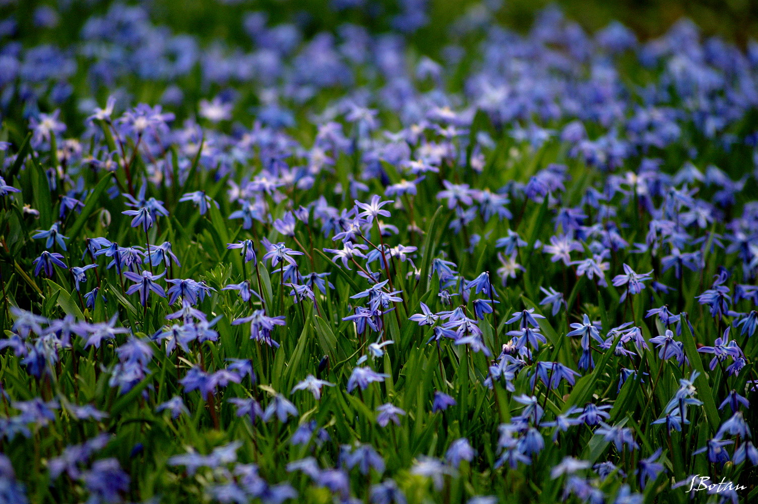 Frühlingsfarben  1