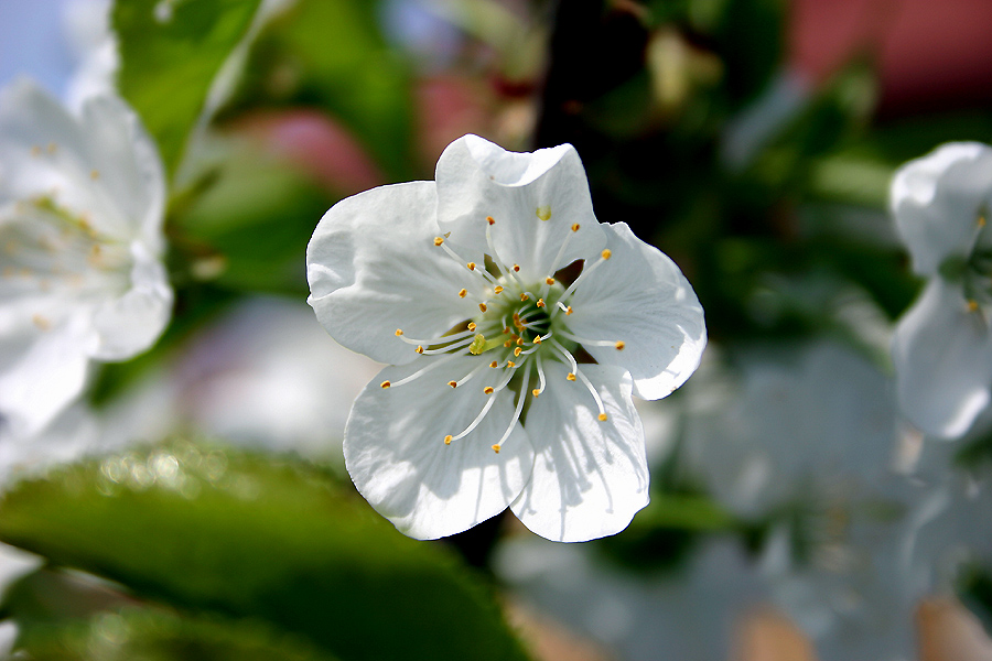 Frühlingsfarben 3