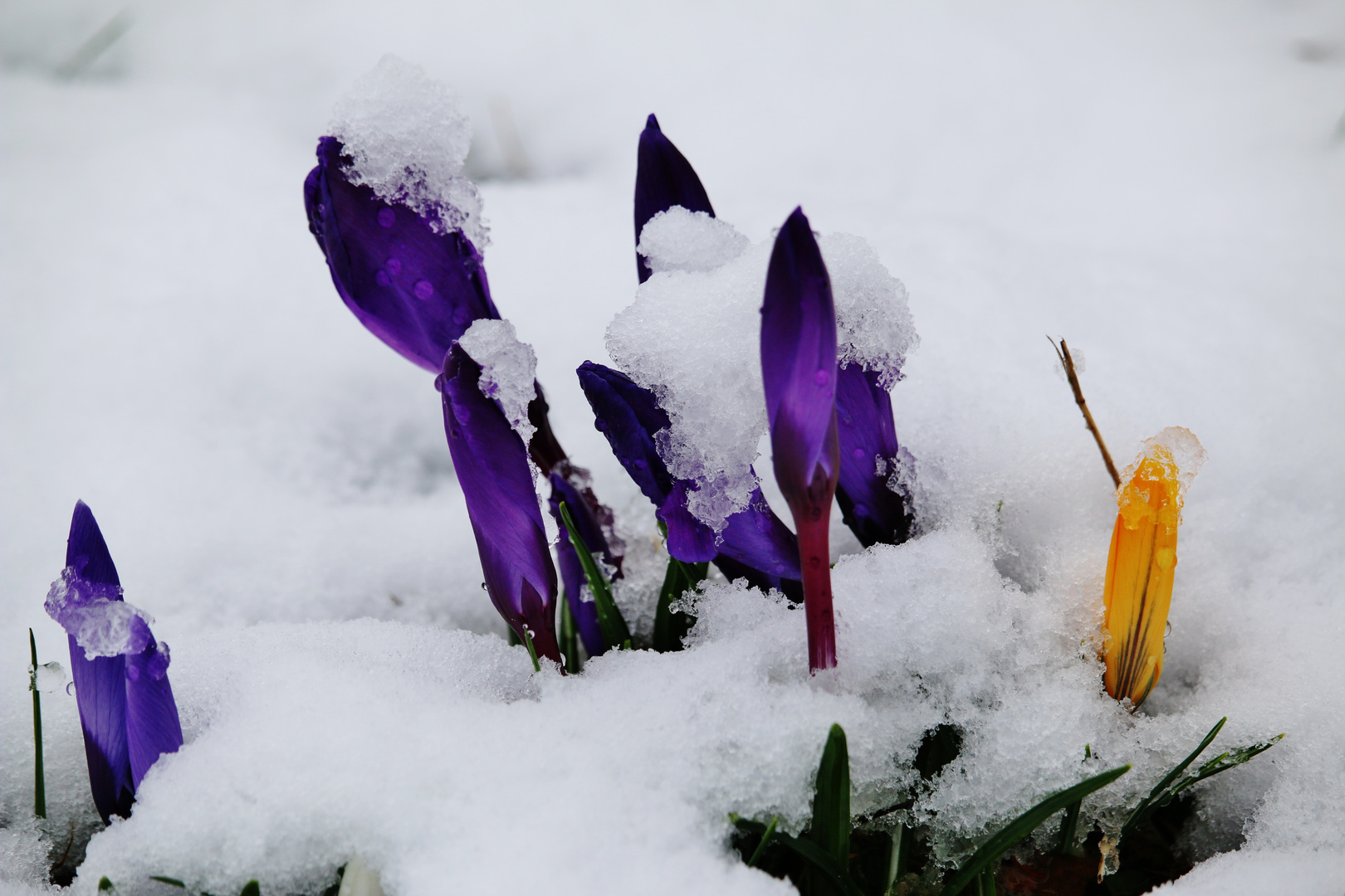 Frühlingsfarben