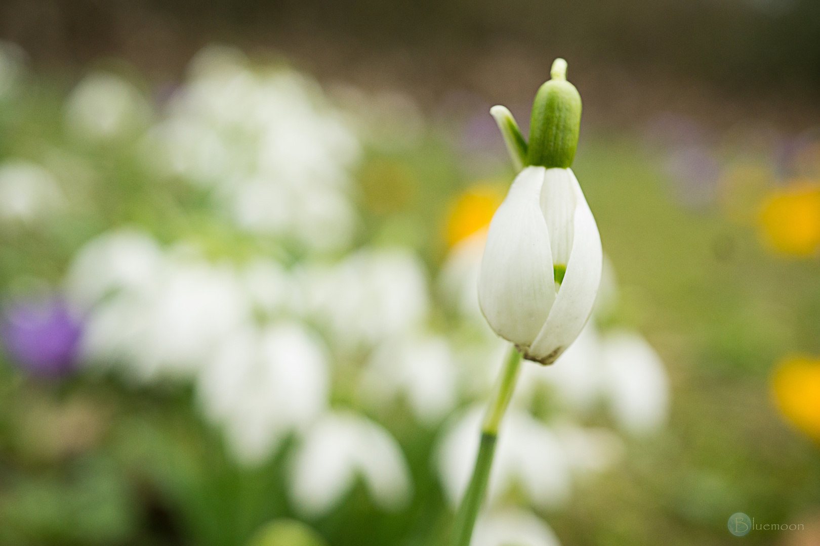 Frühlingsfarben