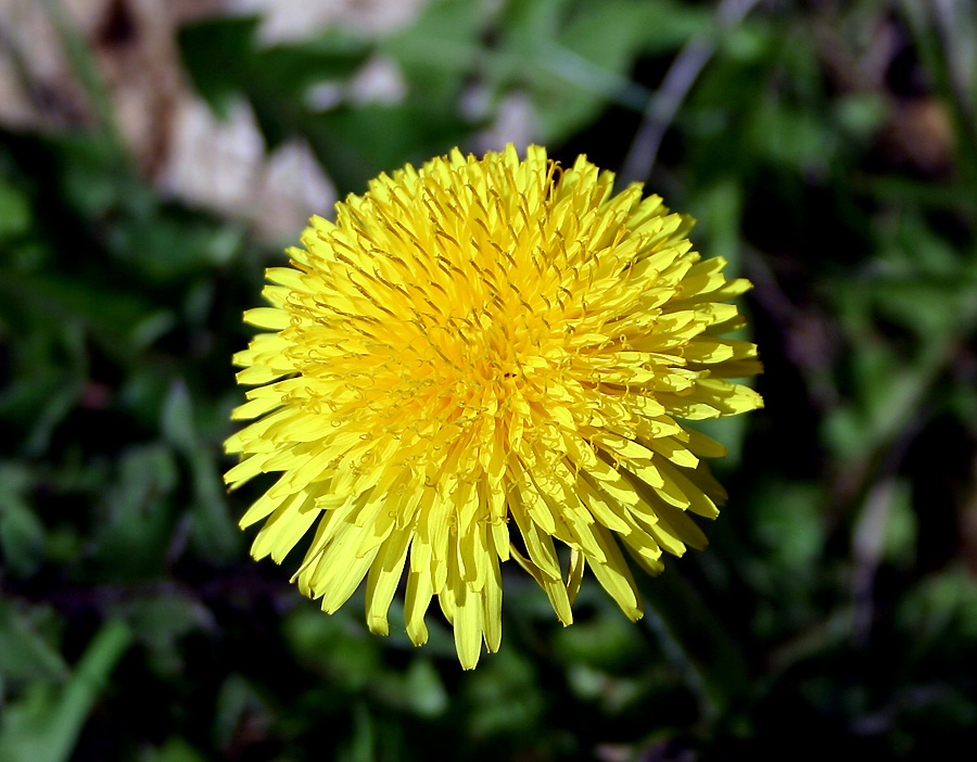 Frühlingsfarben 5 (oder der 08/15 Löwenzahn)