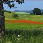 Frühlingsfarben