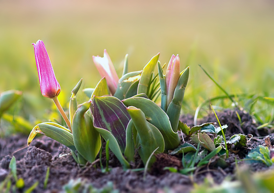 Frühlingsfarben