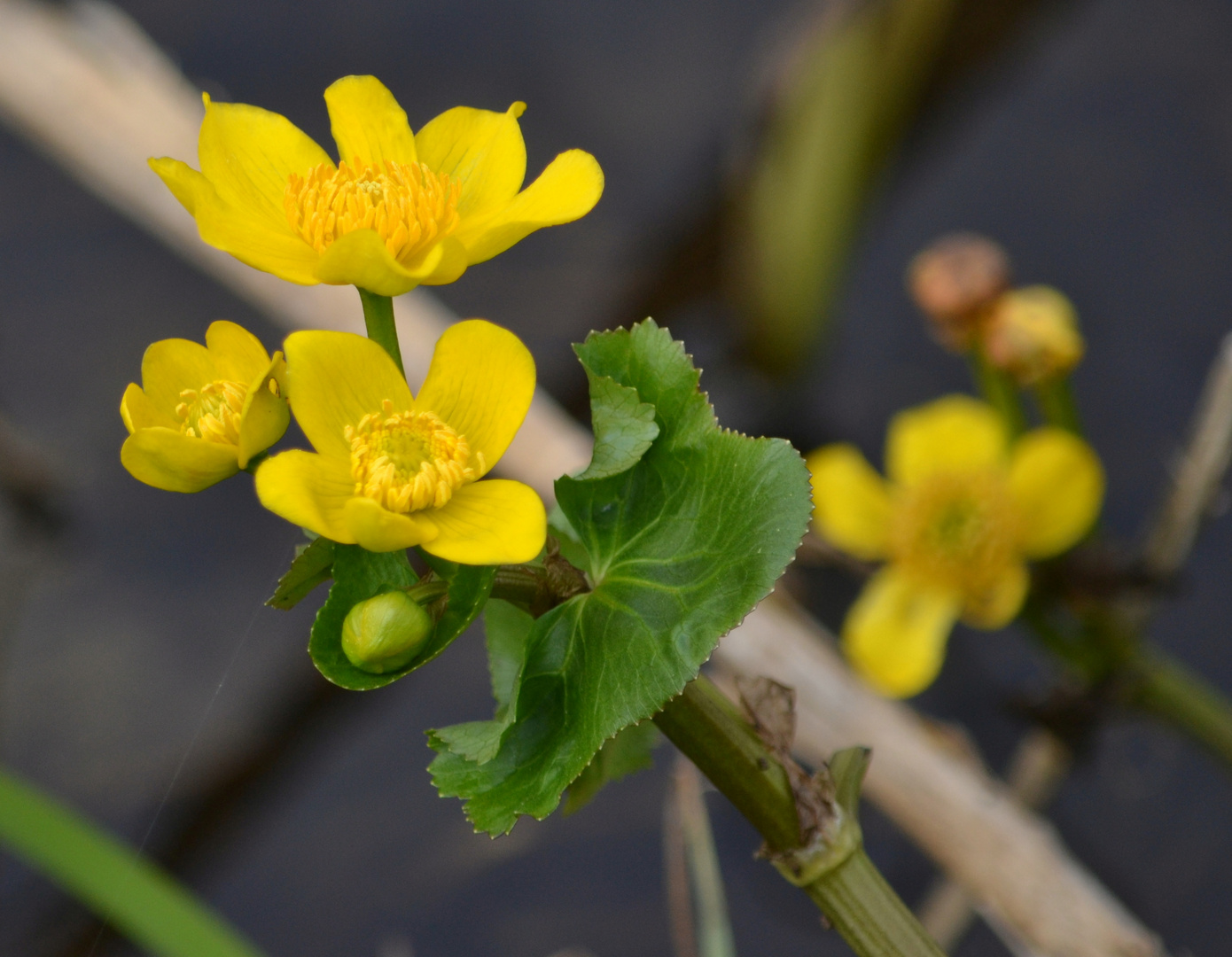 Frühlingsfarben