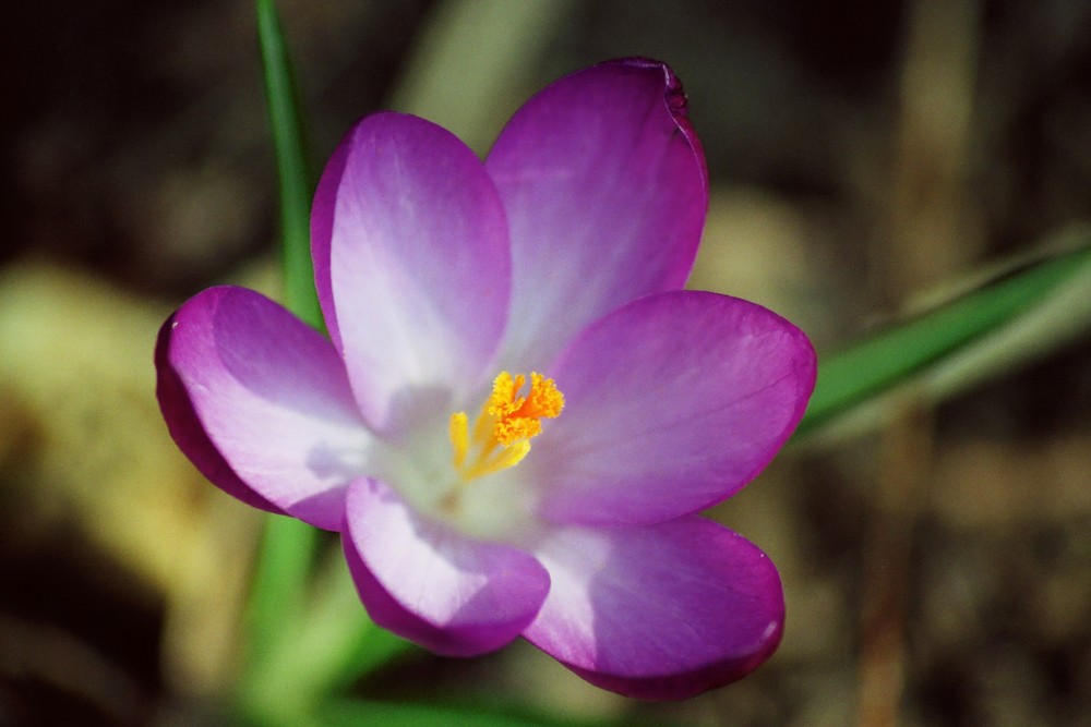 Frühlingsfarben