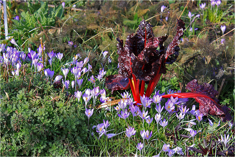 Frühlingsfarben