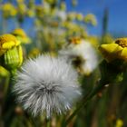 Frühlingsfarben