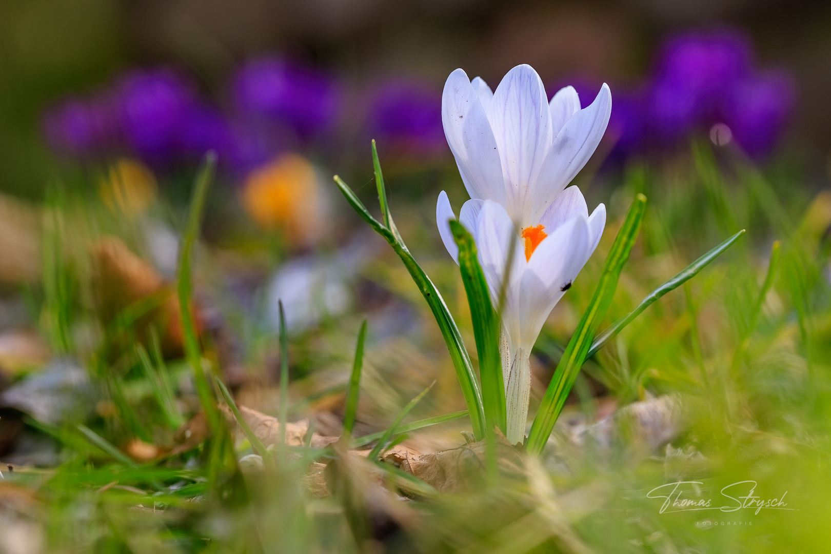 Frühlingsfarben am Boden