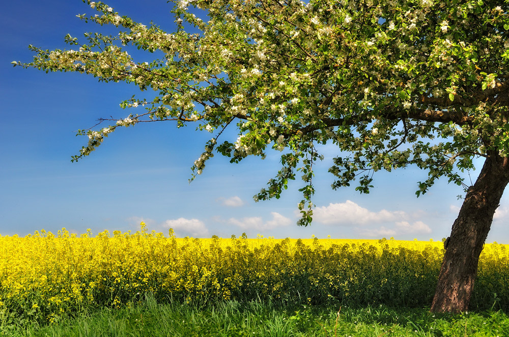 Frühlingsfarben am Rapsfeld