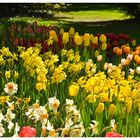 Frühlingsfarben auf der Mainau