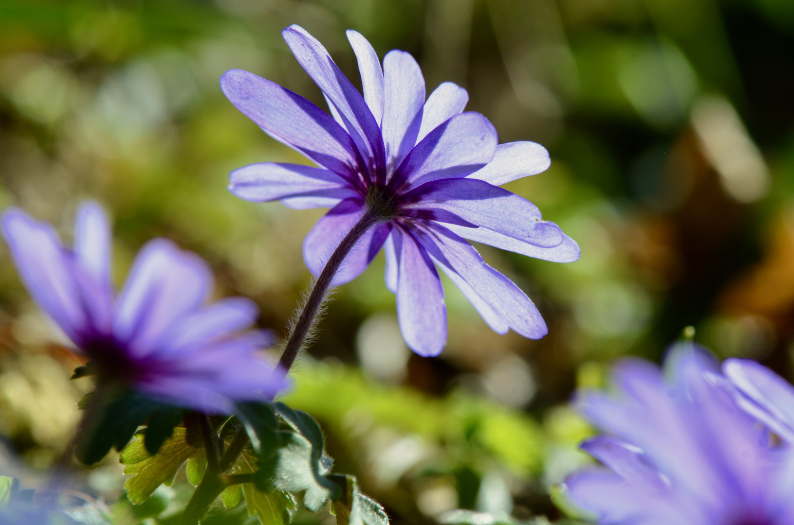 - Frühlingsfarben -